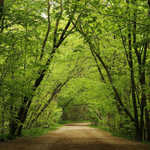 Park Drive Ravine